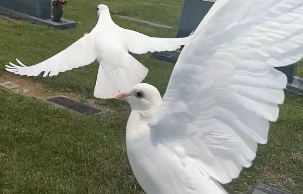 white dove release kingsport johnson city bristol greeneville morristown